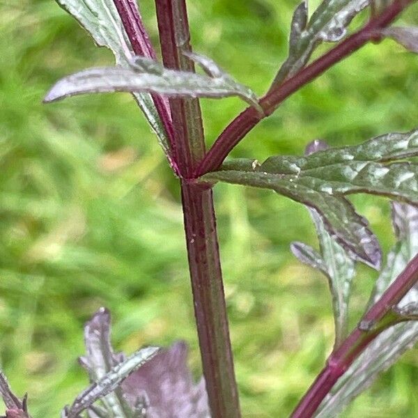 Verbena officinalis Φλοιός