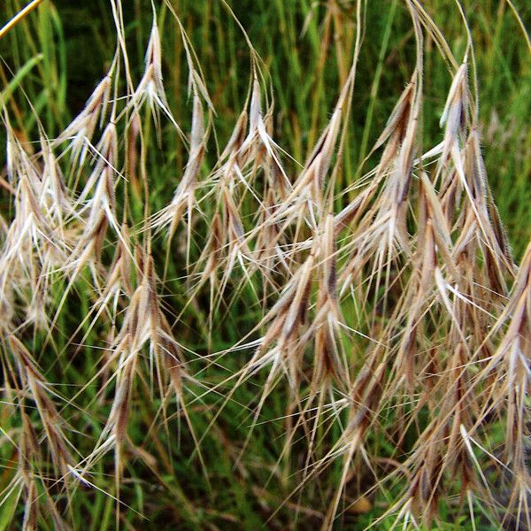 Bromus tectorum Frugt