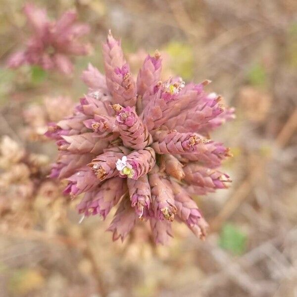 Allium paniculatum ফুল