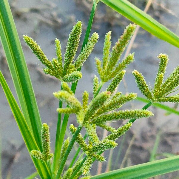 Cyperus imbricatus പുഷ്പം