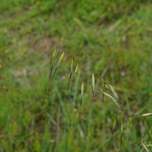 Avena barbata Fruto