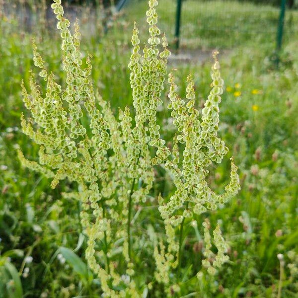 Rumex thyrsoides फल