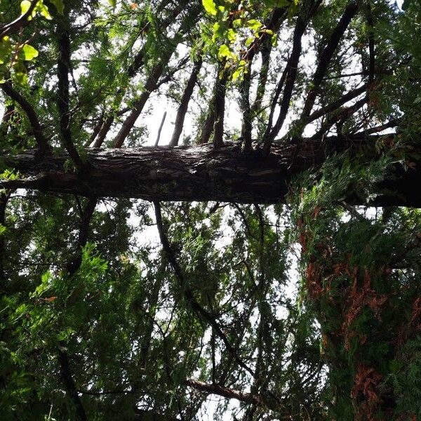 Sequoia sempervirens Habitat