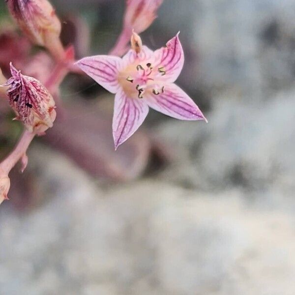 Rosularia sempervivum Květ