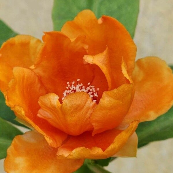 Leuenbergeria bleo Flower