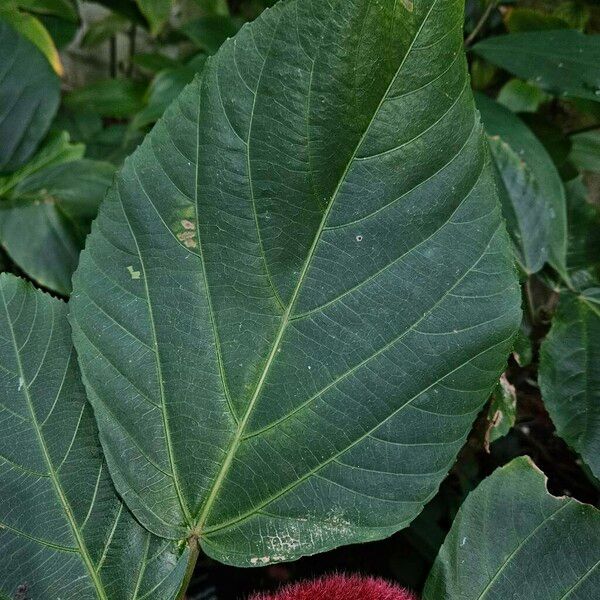 Acalypha hispida Lehti