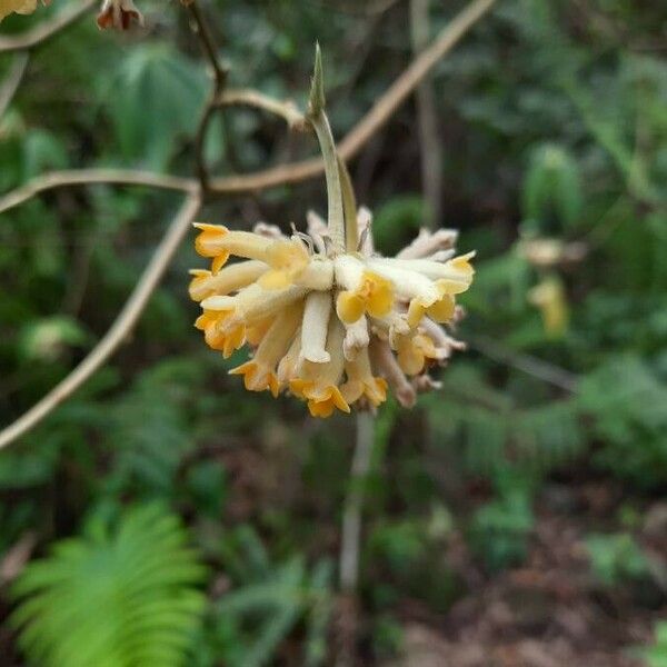 Edgeworthia gardneri Flower