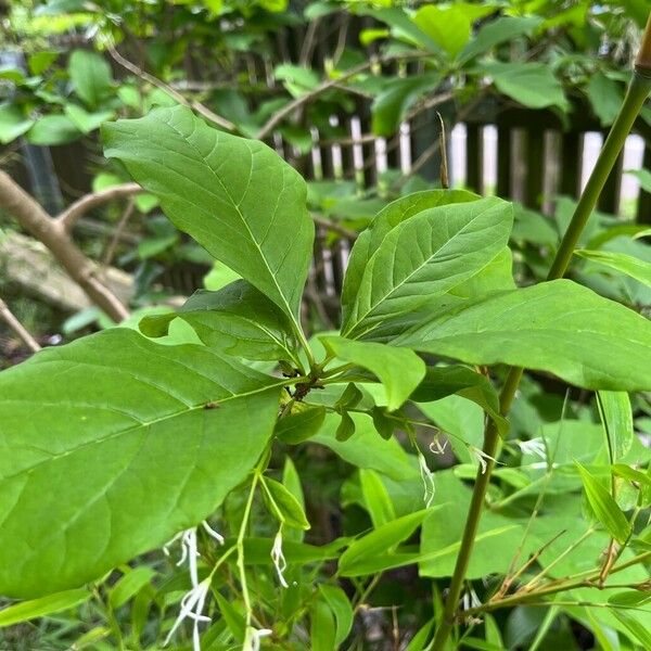 Chionanthus virginicus Blatt