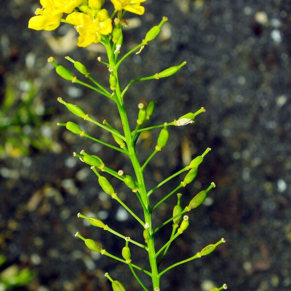 Rorippa amphibia ফুল