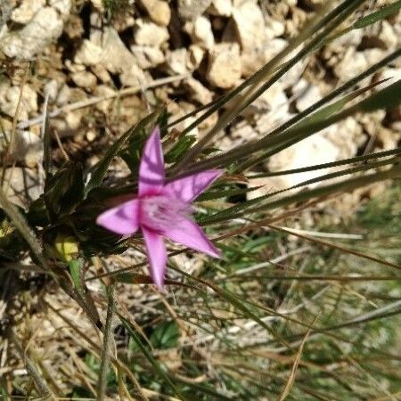 Romulea rosea Flor