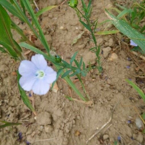 Linum pratense Цветок