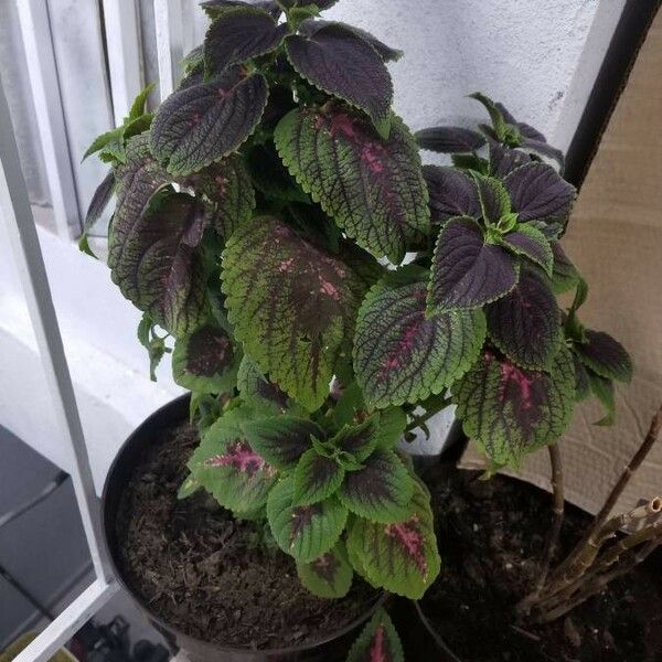 Plectranthus scutellarioides Levél