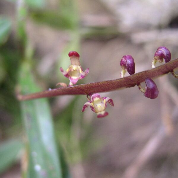 Bulbophyllum falcatum Цвят