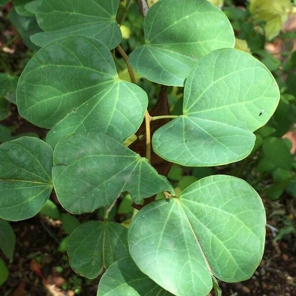 Bauhinia galpinii Leaf