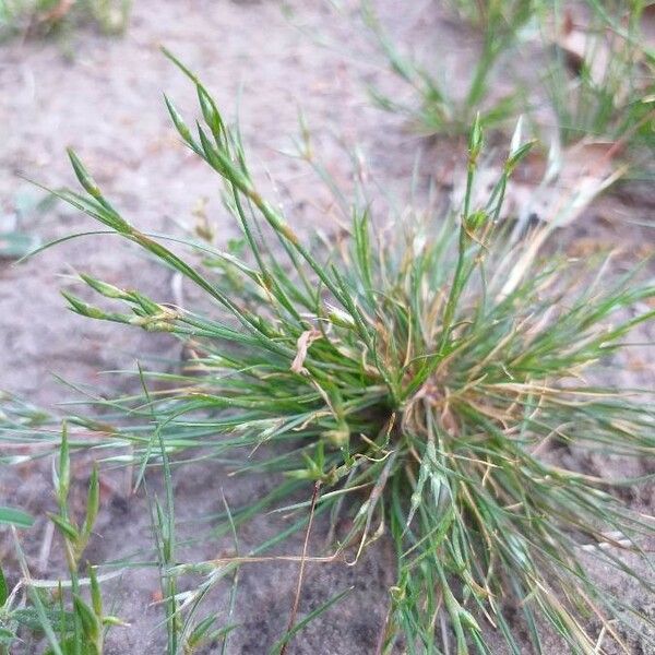 Juncus bufonius Лист