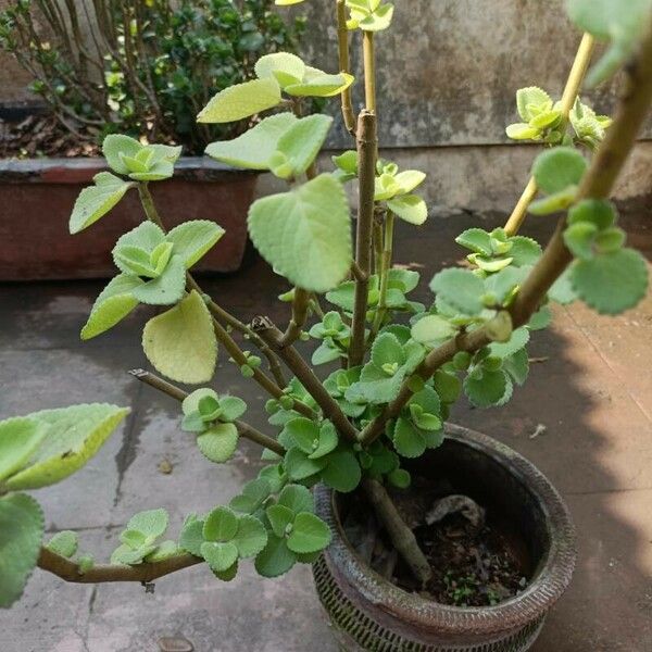 Plectranthus amboinicus Leaf