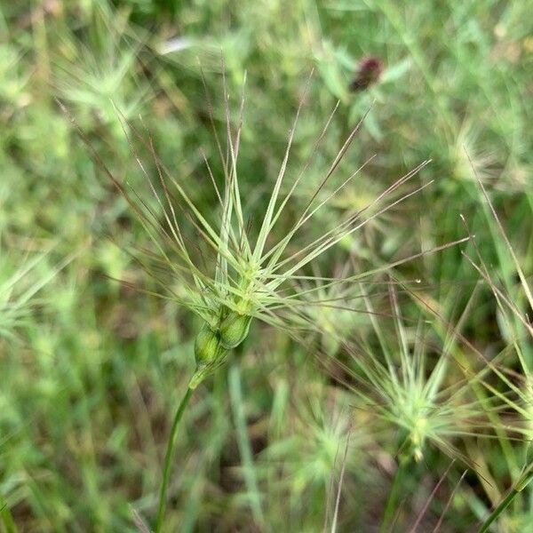 Aegilops neglecta Листок