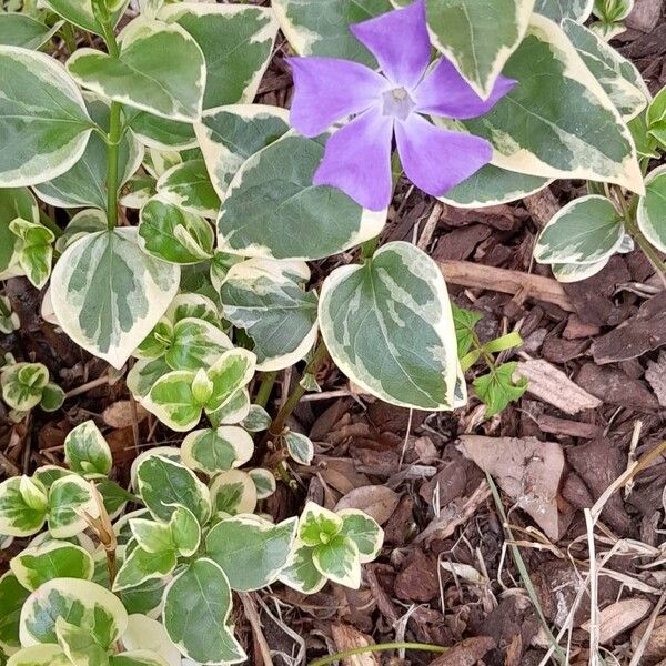 Vinca major Hábitos