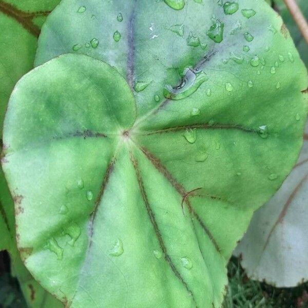 Begonia glandulosa List