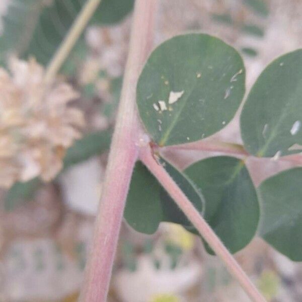 Astragalus obtusifolius Bark