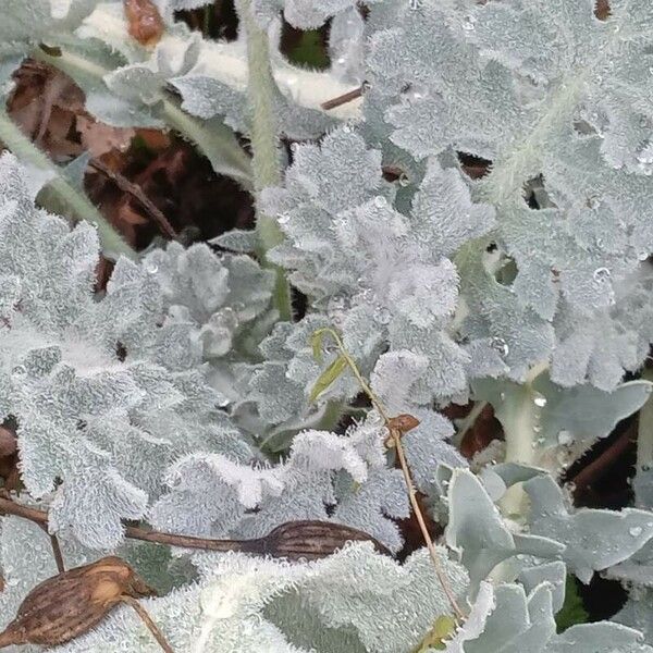 Glaucium flavum برگ