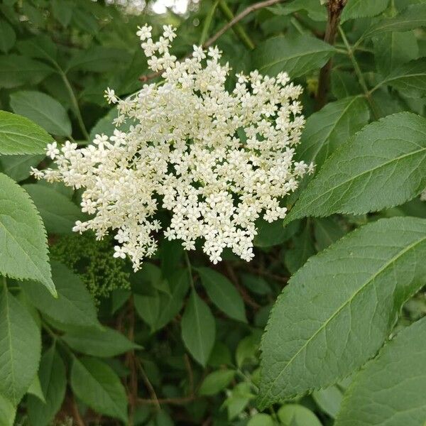 Sambucus canadensis Blomma