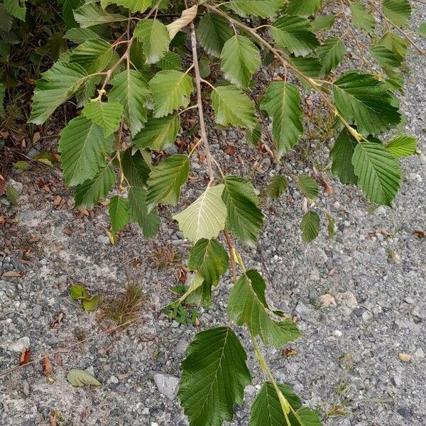 Alnus incana 葉