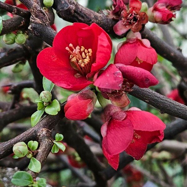 Chaenomeles speciosa Květ