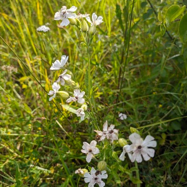 Silene dichotoma Агульны выгляд