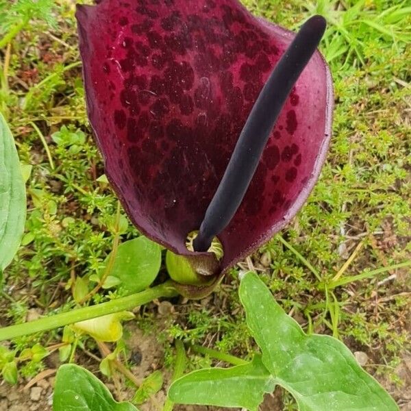 Arum dioscoridis Lorea