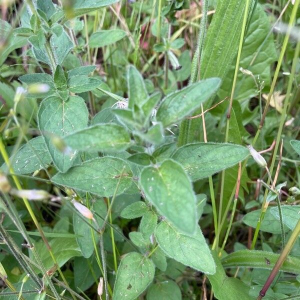 Origanum vulgare Frunză