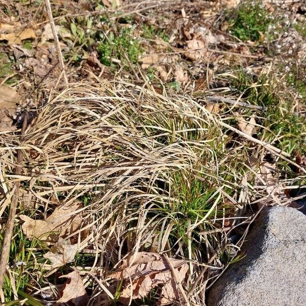 Carex pensylvanica Habit