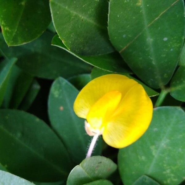 Arachis hypogaea 花