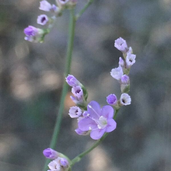 Limonium scoparium 花