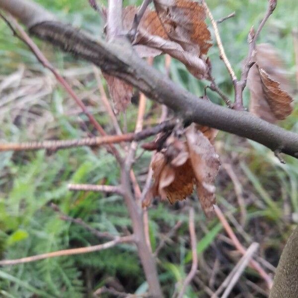 Betula humilis Лист