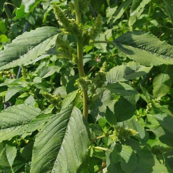 Amaranthus viridis ഇല