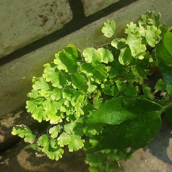 Adiantum raddianum Leaf