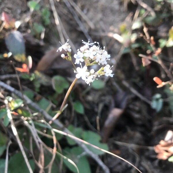 Valeriana dentata Blüte