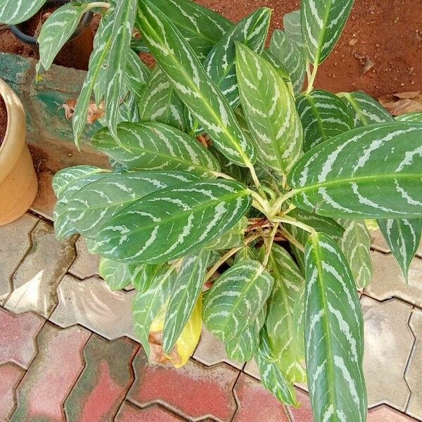 Aglaonema nitidum Leaf