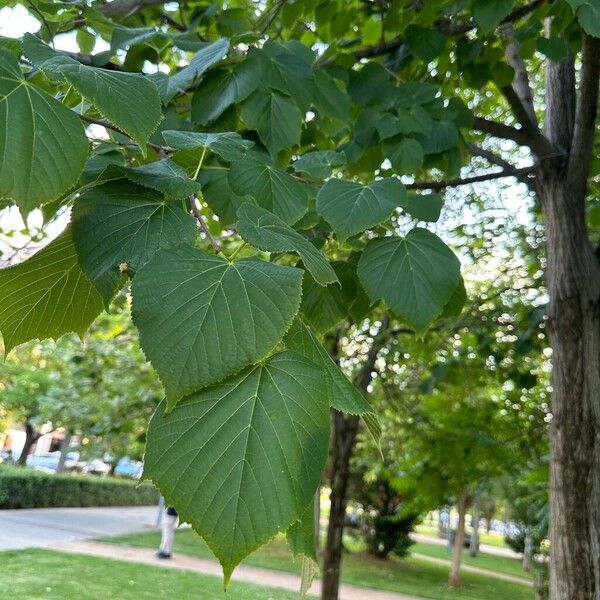 Tilia americana Blatt