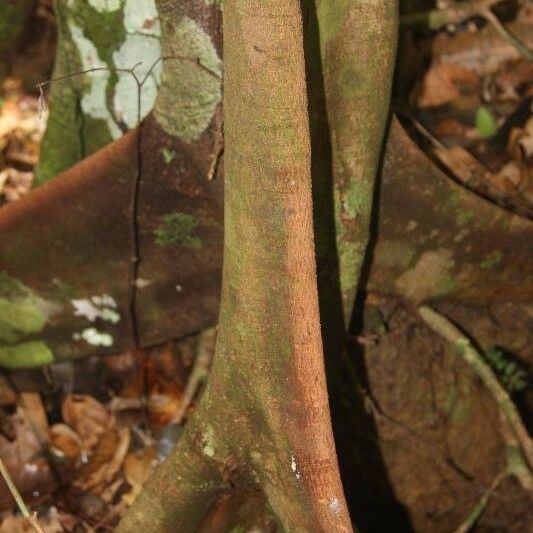 Protium cuneatum 树皮