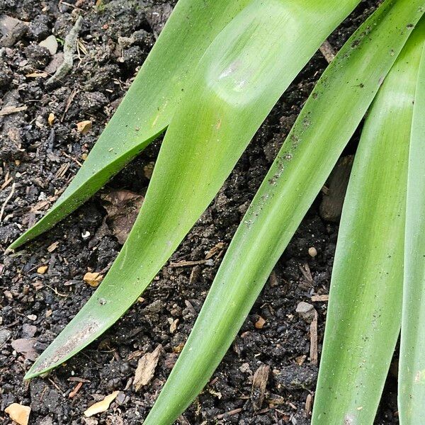 Scilla peruviana Leaf