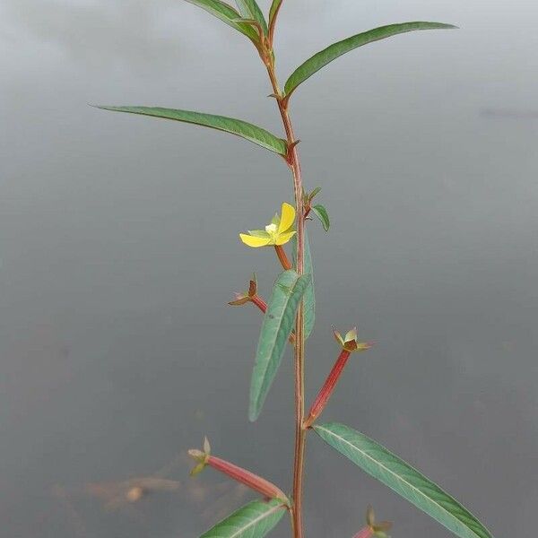 Ludwigia octovalvis Blatt