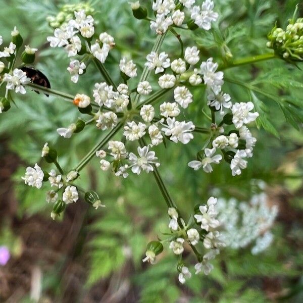 Aethusa cynapium Flor