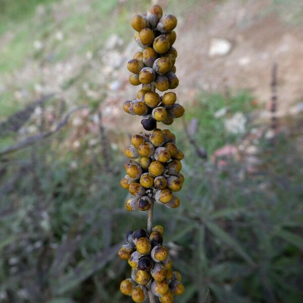 Vitex agnus-castus ᱡᱚ