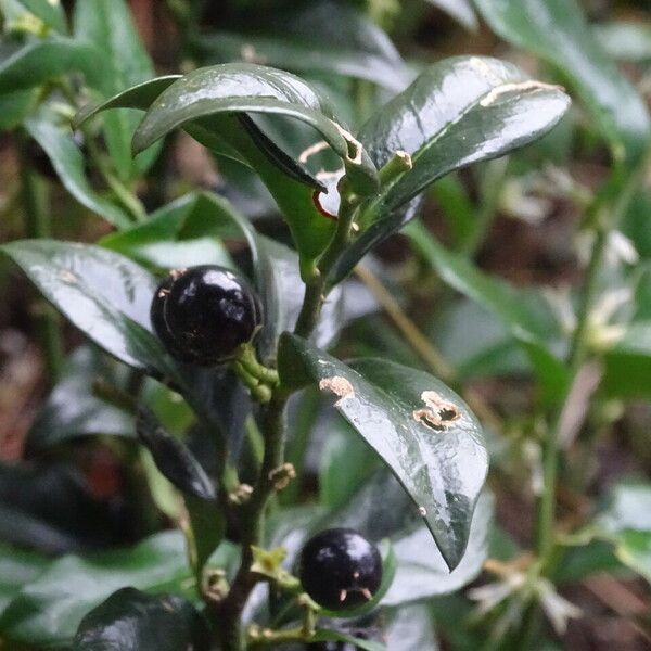 Sarcococca confusa Fruct