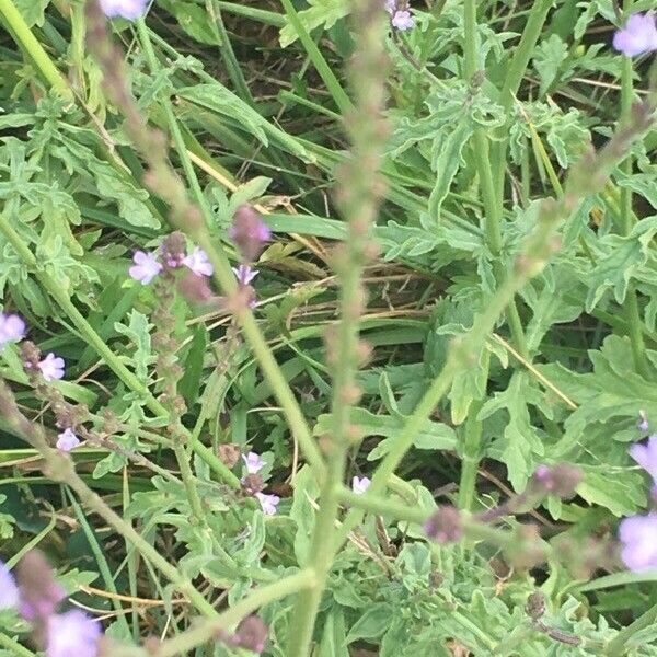 Verbena officinalis Rusca