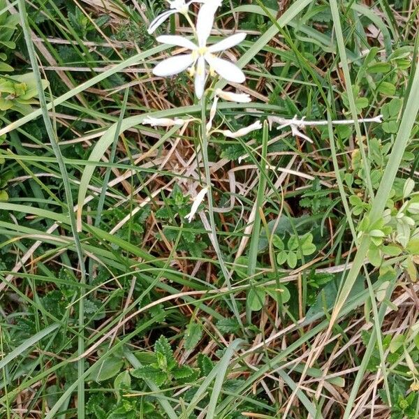 Anthericum liliago Flower