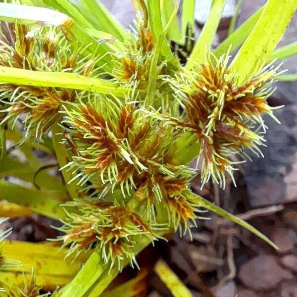 Cyperus squarrosus Virág