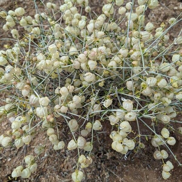 Scutellaria mexicana Costuma